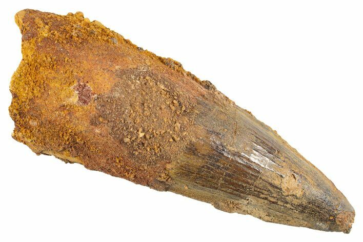 Fossil Spinosaurus Tooth - Real Dinosaur Tooth #343585